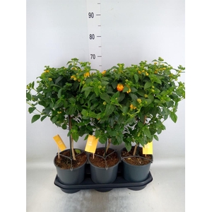 Lantana camara 'Simon Orange'