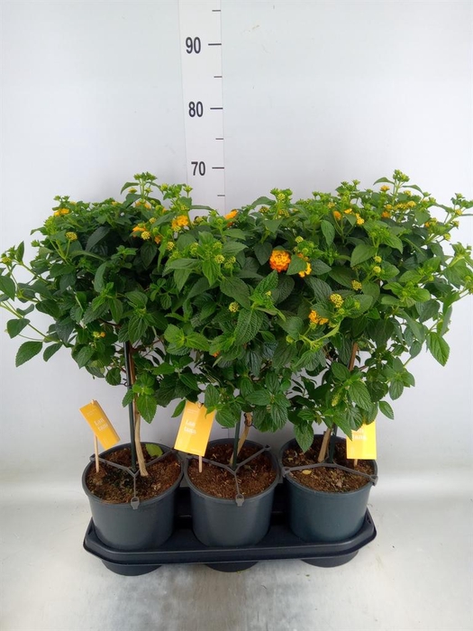<h4>Lantana camara 'Simon Orange'</h4>