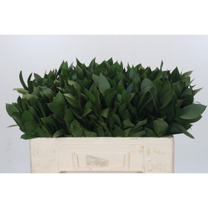 RUSCUS HYPOPHYLLUM
