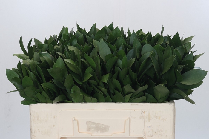 <h4>RUSCUS HYPOPHYLLUM</h4>