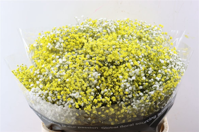 <h4>Gyps Pa. Disco White / Yellow</h4>