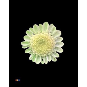 Chr T Stallion Dusty Mint