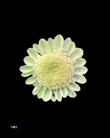 <h4>Chr T Stallion Dusty Mint</h4>