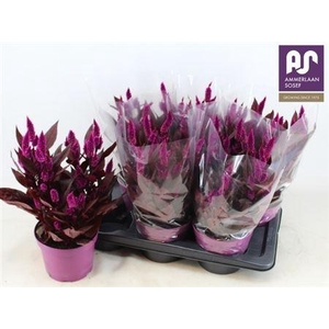 Celosia Dark Shades