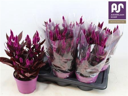 <h4>Celosia Dark Shades</h4>