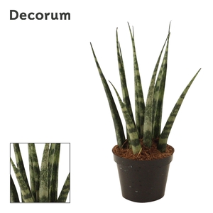 Sansevieria Fernwood 6 cm (Decorum)