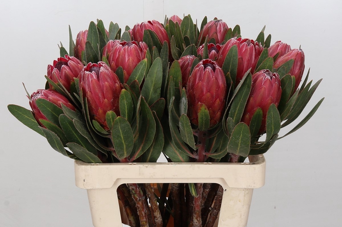 Protea Red Ice