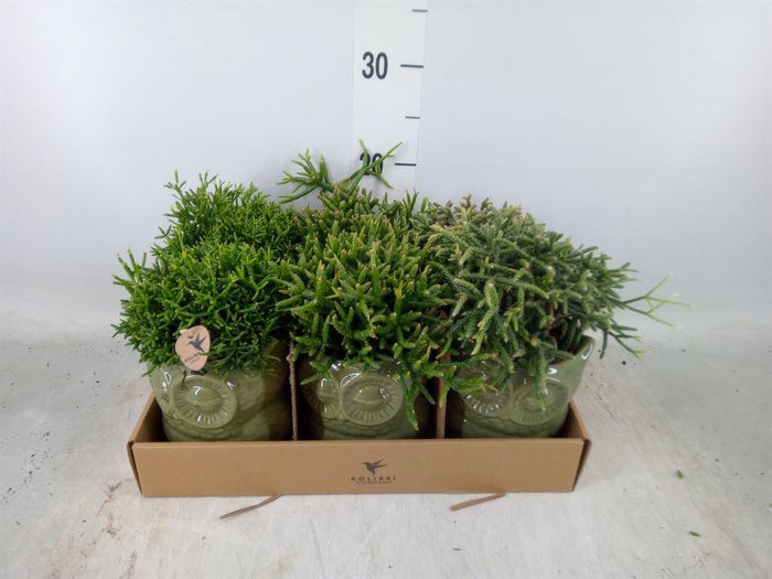 <h4>Rhipsalis   ...mix</h4>