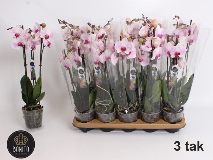 <h4>PHAL AN DENVER</h4>