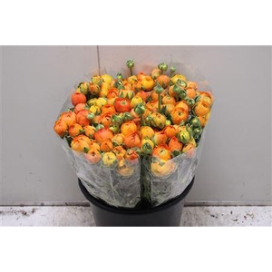 Ranunculus Elegance Orange