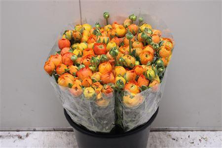 <h4>Ranunculus Elegance Orange</h4>