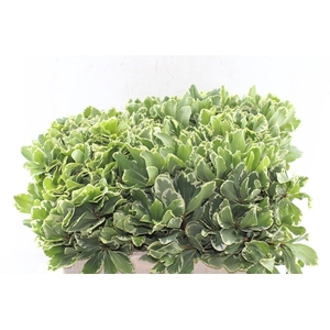 Pittosporum Ilan