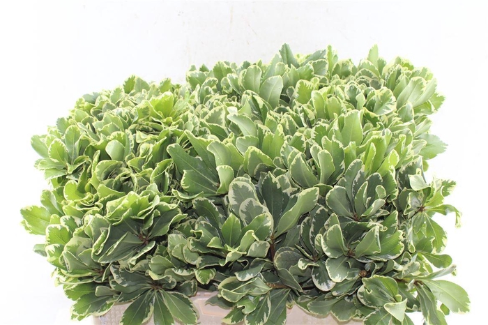 <h4>Pittosporum Ilan</h4>