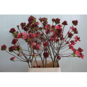 Rhodo ( Azalea ) Old Pink 140cm P Stem