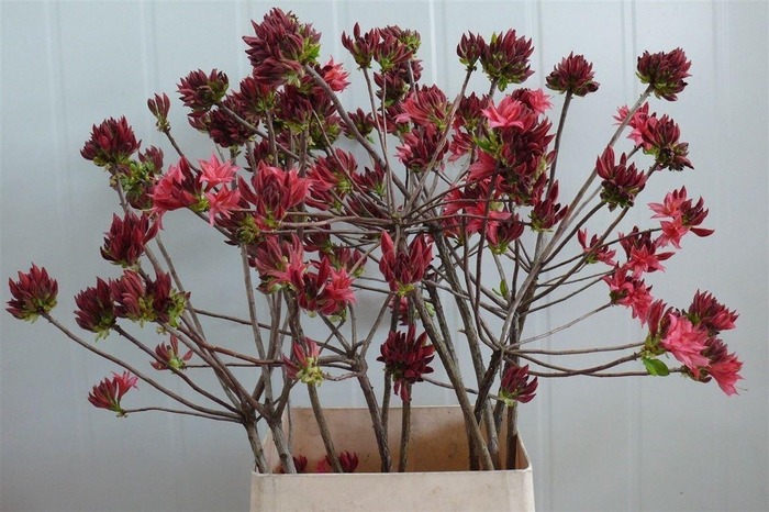 <h4>Rhodo ( Azalea ) Old Pink 140cm P Stem</h4>