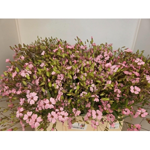 SAPONARIA BS OV ROZE