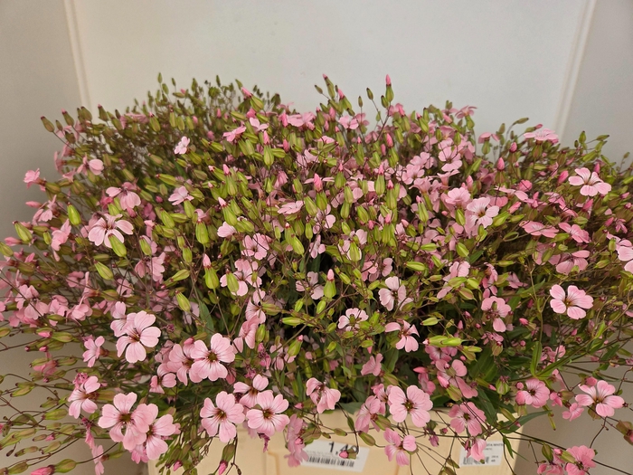 <h4>SAPONARIA BS OV ROZE</h4>