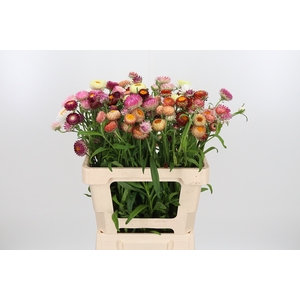 Helichrysum Ov P St