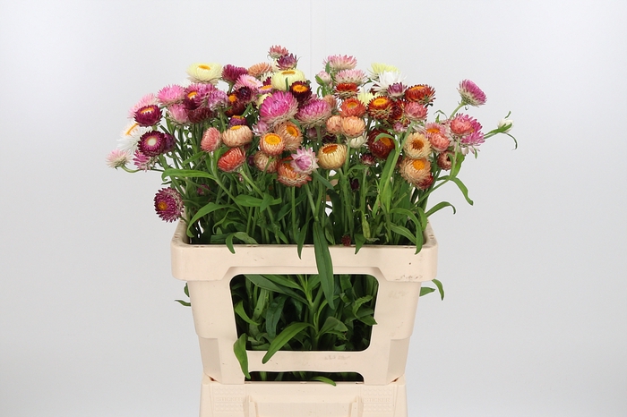 <h4>Helichrysum Ov P St</h4>