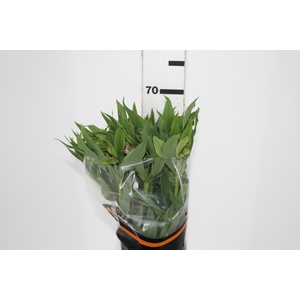 ALSTROEMERIA TOURMALINE 060 CM ROSA