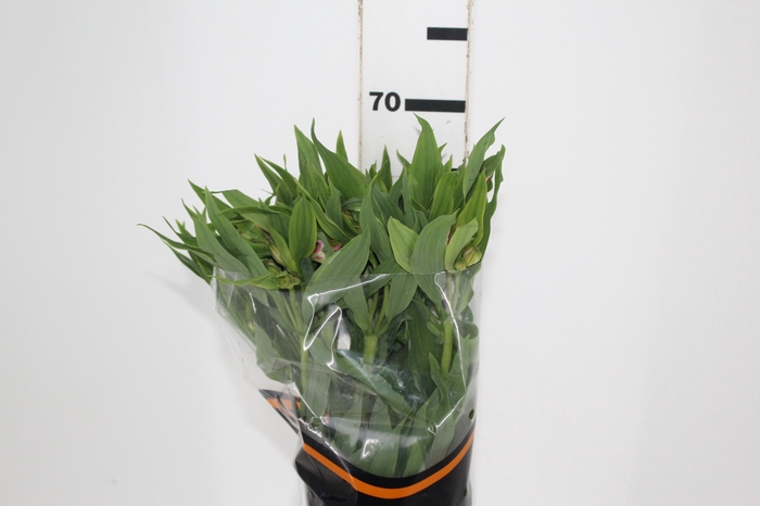 <h4>ALSTROEMERIA TOURMALINE 060 CM ROSA</h4>