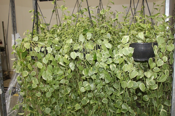 <h4>PEPEROMIA SCANDENS C21 MIN 100 CM PENDENTE</h4>
