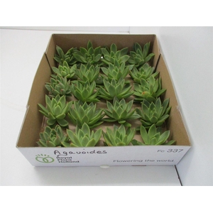 Echeveria Agavoides X20