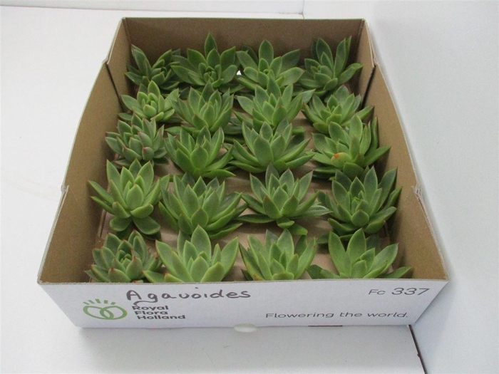 <h4>Echeveria Agavoides X20</h4>