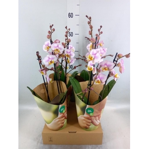 Phalaenopsis  'Corolla Beach'