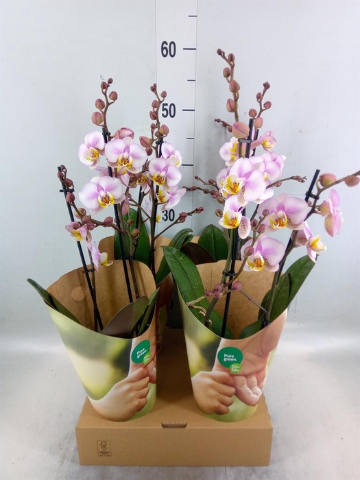 <h4>Phalaenopsis  'Corolla Beach'</h4>