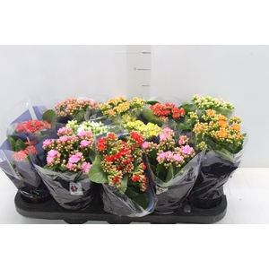 KALANCHOE DOBRADO P11