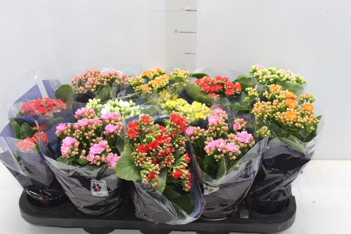 <h4>KALANCHOE DOBRADO P11</h4>
