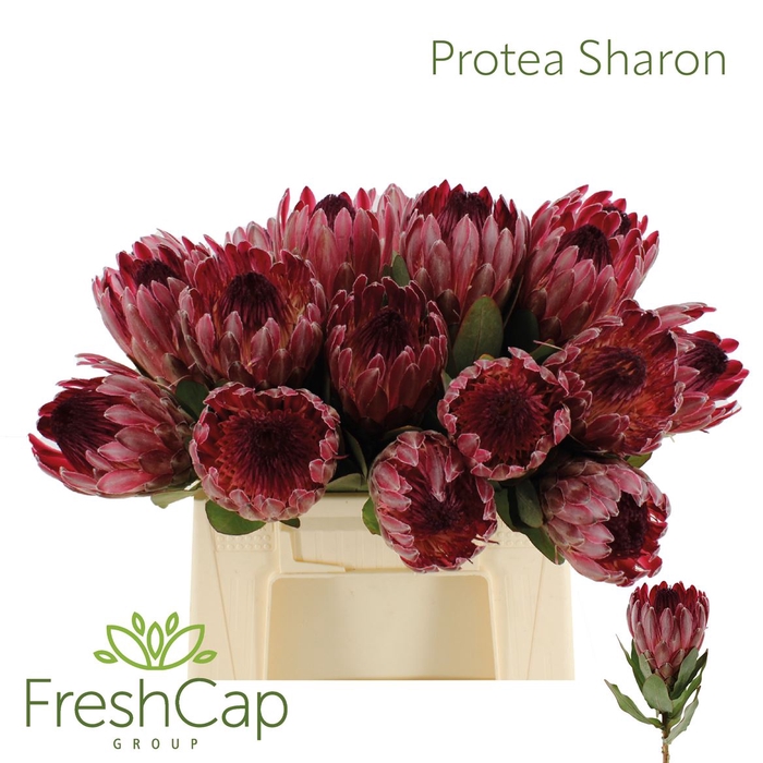 <h4>Protea Sharon</h4>