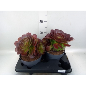 Aeonium arboreum 'Velours'