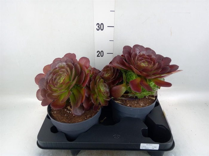 <h4>Aeonium arboreum 'Velours'</h4>