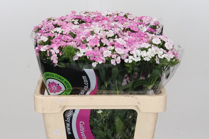 <h4>Dianthus Br Am Rose Magic (min 18x) special</h4>