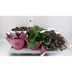 Begonia BD rex 'Beleaf' ...mix