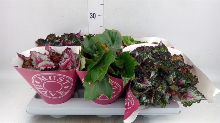 <h4>Begonia BD rex 'Beleaf' ...mix</h4>