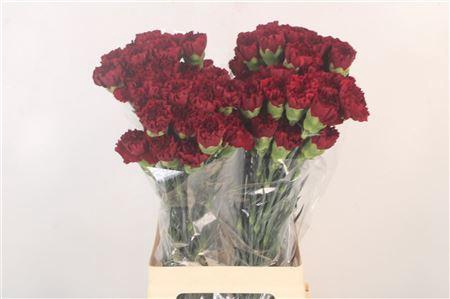 <h4>Di St Zurigo Bordeaux</h4>