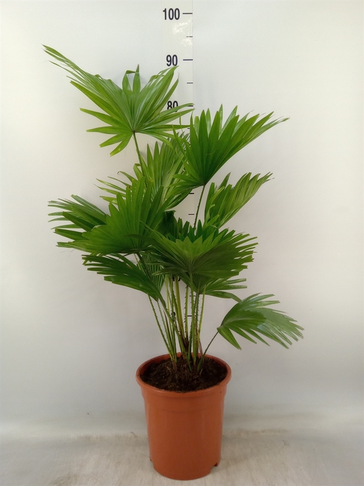 <h4>Livistona rotundifolia</h4>