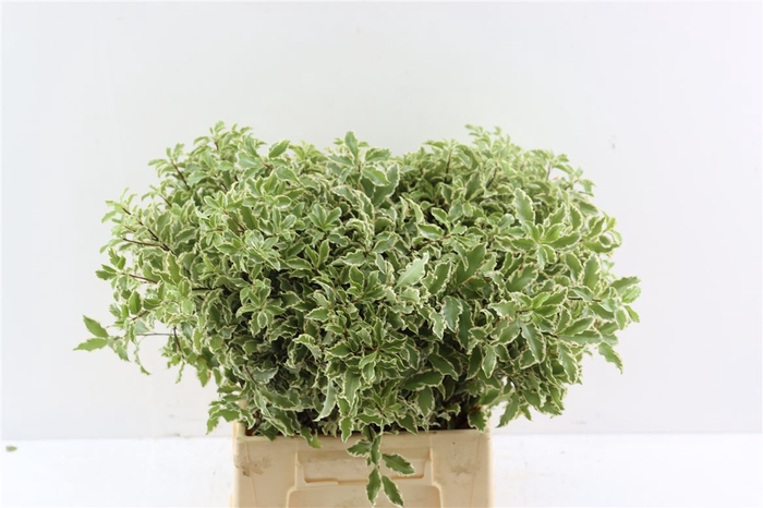 <h4>Allium Schubertii</h4>