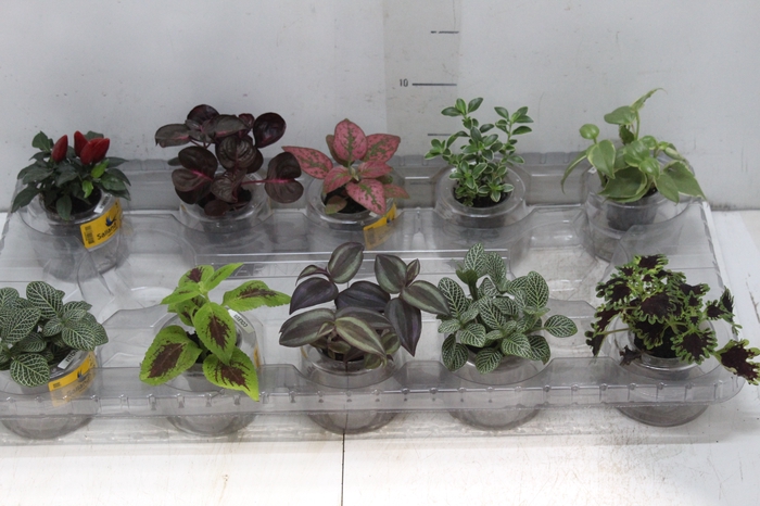<h4>HIDROCULTURA VARIADO P05 PLANTA ORNAMENTAL</h4>