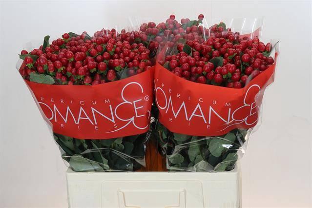 <h4>Hypericum True Romance</h4>