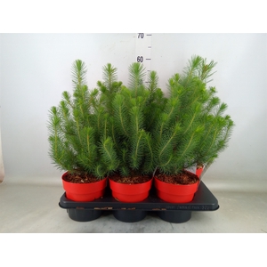 Pinus pinea 'Silver Crest'