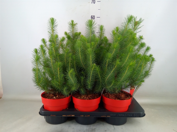 <h4>Pinus pinea 'Silver Crest'</h4>