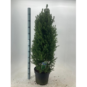 PICEA GL DECEMBER