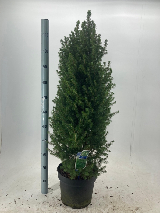 <h4>PICEA GL DECEMBER</h4>