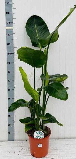 <h4>Strelitzia nicolai</h4>