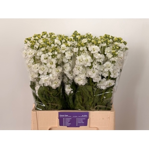 MATTH STOX WHITE