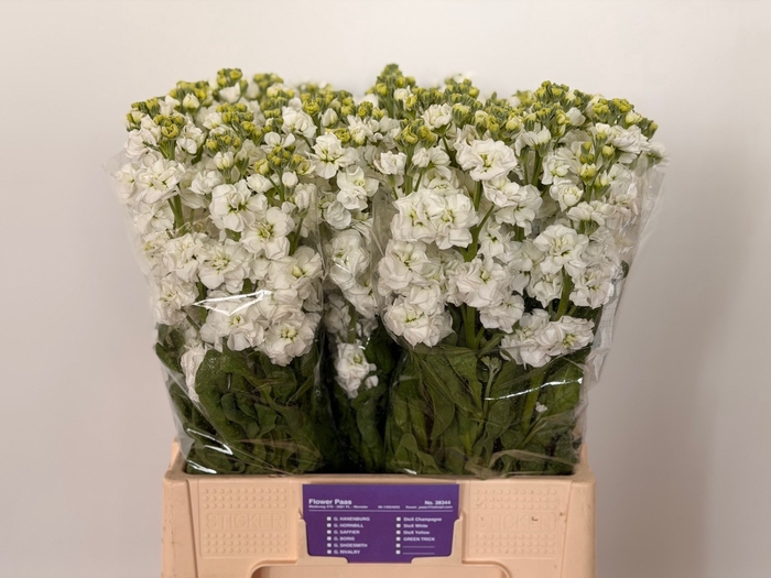 <h4>MATTH STOX WHITE</h4>